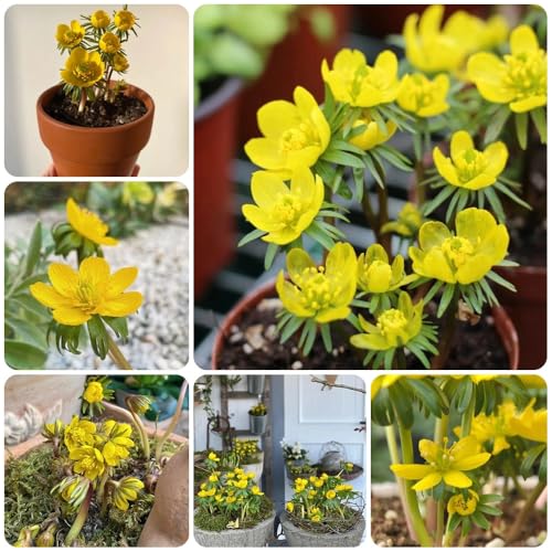Semi di aconito invernale - giardino Eranthis hyemalis to perenni resistenti tappezzante perenne 150pcs