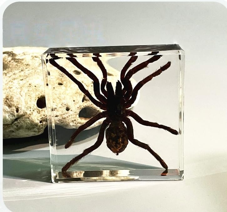 Real Tarantula Spider Specimens in Resin Paperweight Crafts, Spider Animal Taxidermy Collection for Biology Science Education & Desk Ornament (Large Square: 3.4" x 3" x 1.2")