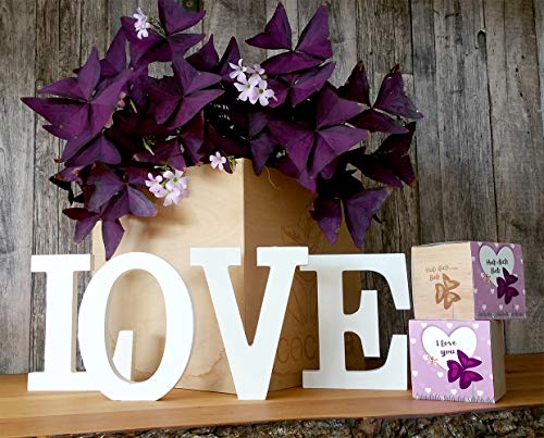 Feel Green 296657 Celebrations Ecocube, Herzblattklee/Love Plant, Holzwürfel Mit Lasergravur «Hab Dich Lieb», Nachhaltige Geschenkidee, Anzuchtset, Made in Austria