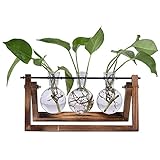 glaskolbenlampe Hochwertiges Material: Der Holzrahmen ist aus Naturholz; das Set mit 3 transparenten Glasvasen besteht für maximale Sichtbarkeit aus kristallklarem Glas. Jede Vase hat dicke Glaswände und eine gewichtete Basis, damit sie lange etwas von ihr haben. Ideal als Blumenarrangement, Heimdekoration sowie als Geschenkidee.