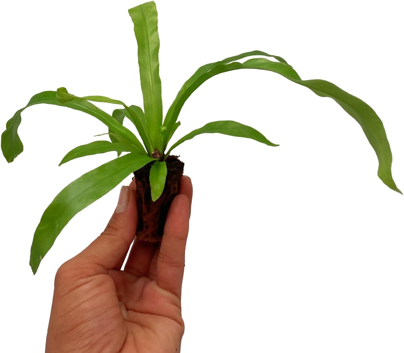 ragnaroc Asplenium Antiquum 2-4" (Bird’s Nest Fern) 2ct – Live Plant for Indoor Outdoor Use, Garden & Landscaping – Live Arrival Guaranteed