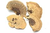 BD Crafts Dried Mushroom 5 to 6 inches - Pack of 4. for Decorative use only not for Food Consumption