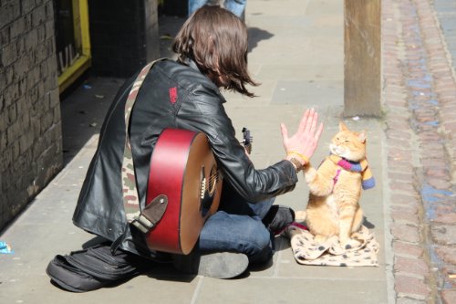 Bob und wie er die Welt sieht: Neue Abenteuer mit