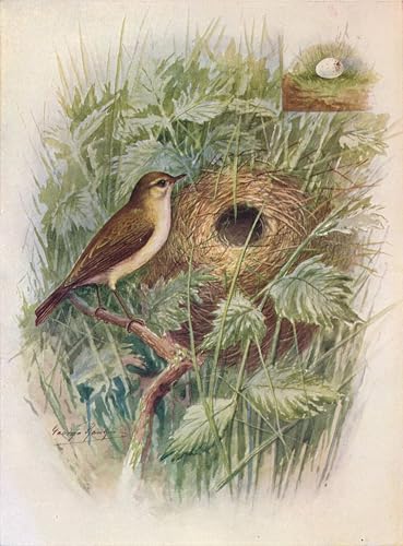 Impression d'affiches Phylloscopus Rufus pour créer une ambiance nature et zen dans la chambre