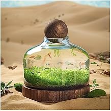 Fish Tank Fish Tank Glass Bottle Ecological Culture Micro Landscape Self-circulating Small Plant Tank with Wooden Base Desktop Ornaments Fish BowlMedium