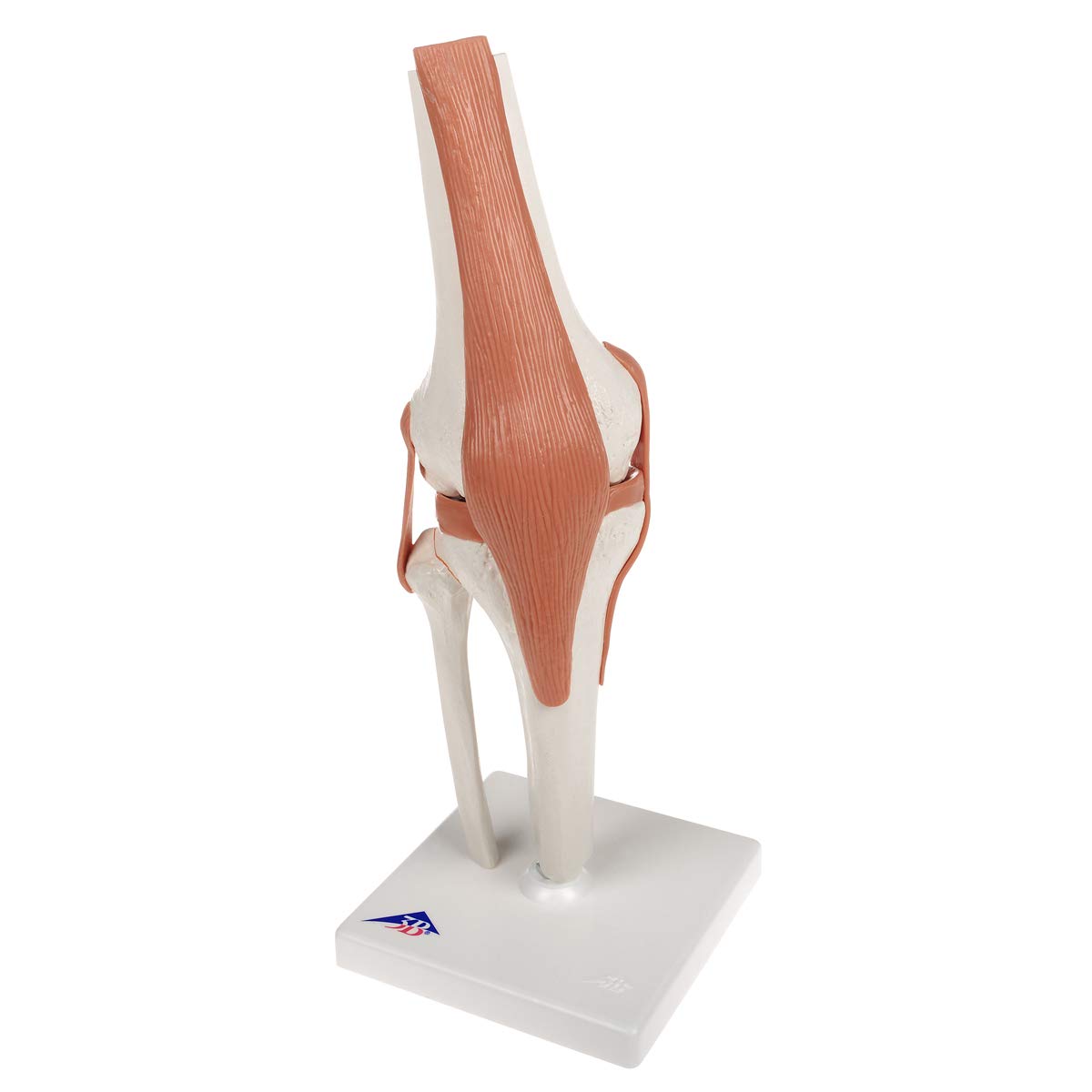 3B Scientific® Modelo Funcional de Articulación de Rodilla – Anatomía a Tamaño Real con Ligamentos, Demostración de Movimiento Natural + Smart Anatomy App (Garantía de 5 Años)