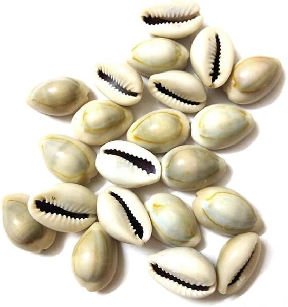 Kodi Set Cowrie/Kawri/Kodi for Lakshmi Puja Diwali Pooja Item Laxmi Ganesh Ji Pooja Item Home Temple Office - 11 pcs