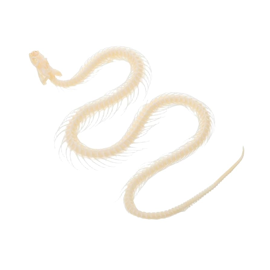 Amazon | SAFIGLE ヘビの骨格標本 動物の頭蓋骨の装飾 デスクト