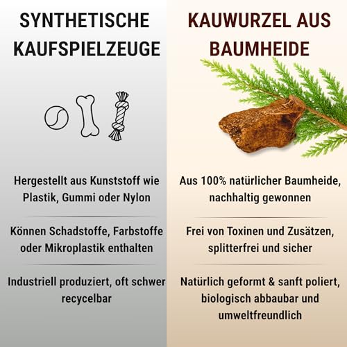 Kauwurzel für Hunde aus Baumheide Natürlicher Kausnack aus Hartholz Langlebig & splitterfrei Extra Kleine 2 Stück