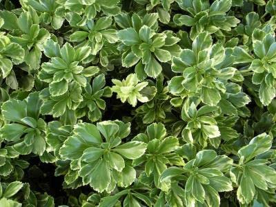 Variegated Japanese Spurge Pachysandra terminalis 'Silveredge', Variegated Pachysandra, Pachysandra Varie...