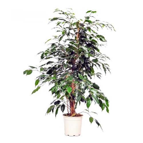 Planta Ficus Benjamina Color Verde para Casa y Oficina