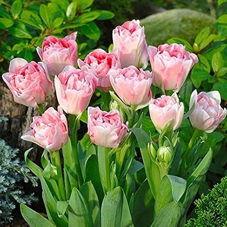 Amazon 国華園 チューリップ 球根 アンジェリケ 100球 21年秋商品 Diy 工具 ガーデン Amazon 国華園 チューリップ 球根 アンジェリケ 100球 21年秋商品 Diy 工具 ガーデン
