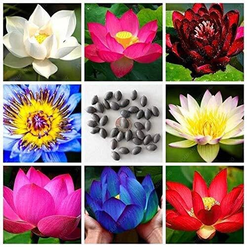 Bold Byte Lotus Seeds for Planting -100% Germination Mix Flower Seeds - All Mix Color Growing Lotus Kamal Gatta Seed, Home Gardening, Live Water plant for Pond Kamal Gatta Seeds (20) (B0DCHXJCZB) Amazon Price History, Amazon Price Tracker