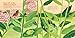 Monarch Butterflies: Explore the Life Journey of One of the Winged Wonders of the World