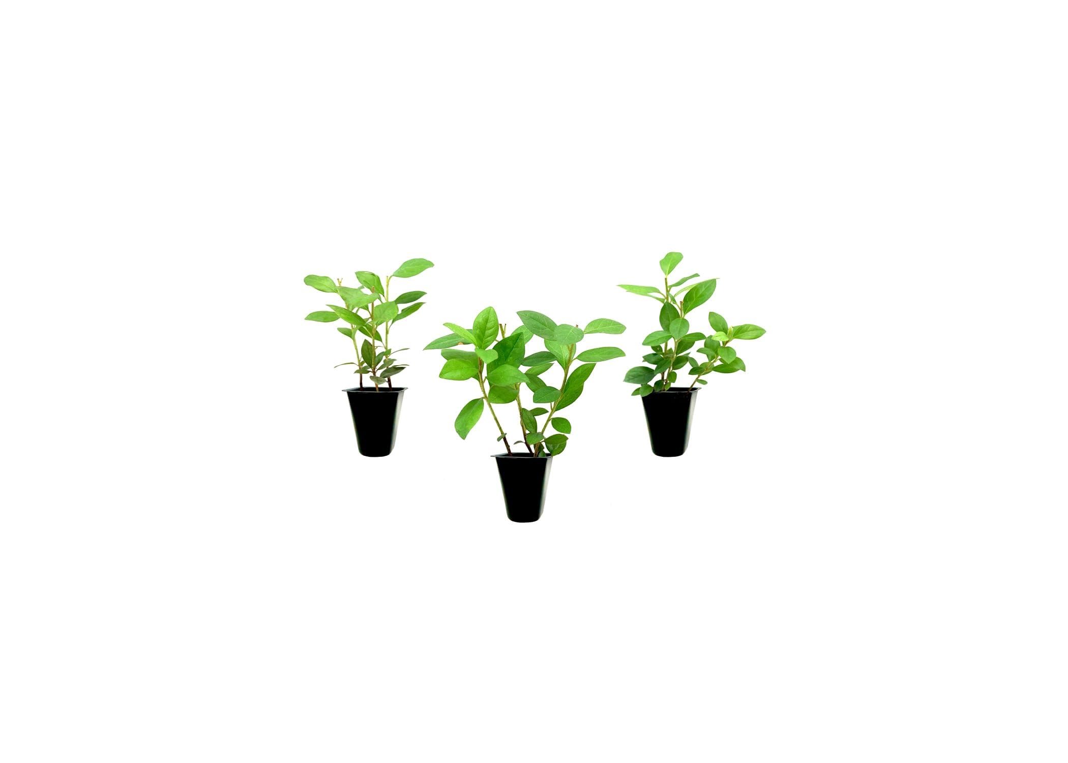 Purple Formosa Azalea 3 Live Plants by Florida Foliage