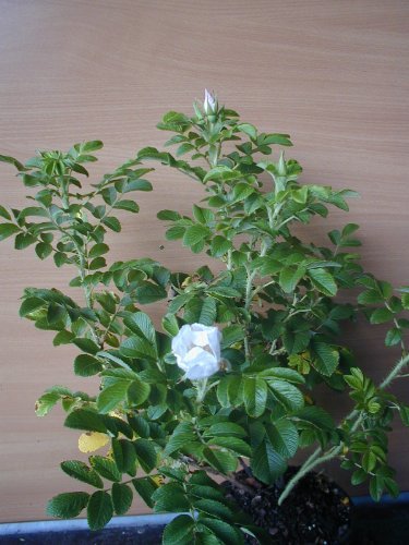 Hagebutte Rosa rugosa Alba 40 cm hoch im 3 Liter Pflanzcontainer