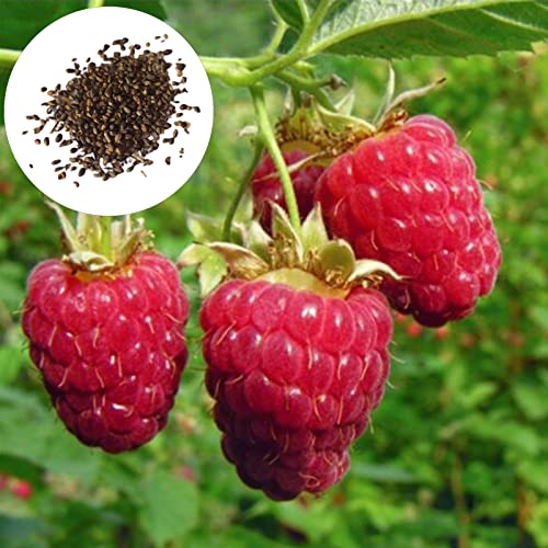 Luojuny Semillas de Frambuesa roja, 20 Piezas Semillas de Frambuesa roja Comestibles Nutritivas No OGM Jardín al Aire Libre Semillas de Frutas Suministros de jardín Semillas