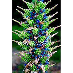 prime vista 100 Pz Cinese Bonsai Cymbidium Orchidea Bonsai Giardino di Casa Fiore bonsai Piante In Vaso Per Interni Cicala Orchidee Piante da giardino: 5