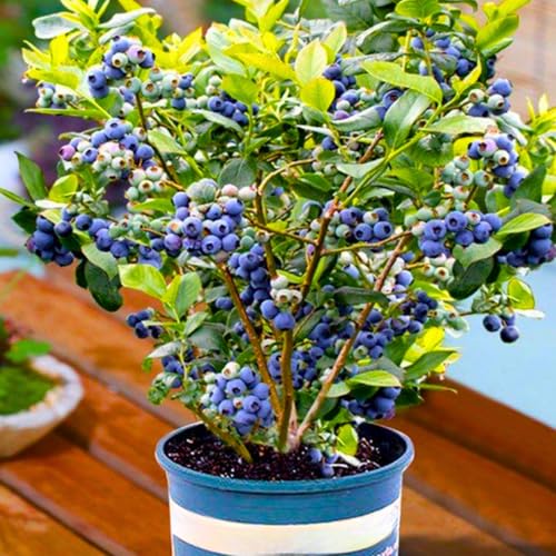 Miniature Sunshine Blue Blueberry Bushes Live Plant, Blueberry Plants Live for Planting, Blueberries Fruits Trees Shrubs to Grow Indoor Outdoor Garden
