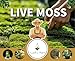 LUCKY PLANT Live Moss for Reptiles - Terrarium Moss for Reptiles Peat Moss for Reptiles Habitat Bedding Moss for Snakes Turtle Frog Gecko and Other Reptiles Substrate 50 Square inches Live Moss