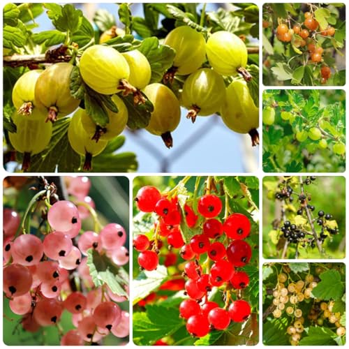 semi di ribes uva spina - uva spina - resistenti all'esterno rare, interno da balcone a colonnare, 500pcs