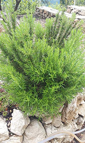 Herbal Medicine Natural Cures: Remedies Heal Common Ailments (English Edition)