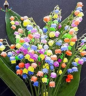 RIC 100 pcs Lily of The Valley Seeds of Indoor Flowers Rare Bell Seeds Orchids Rich Aroma Bonsai Flowers Seed Beautiful and Beautiful Plants: only Seeds