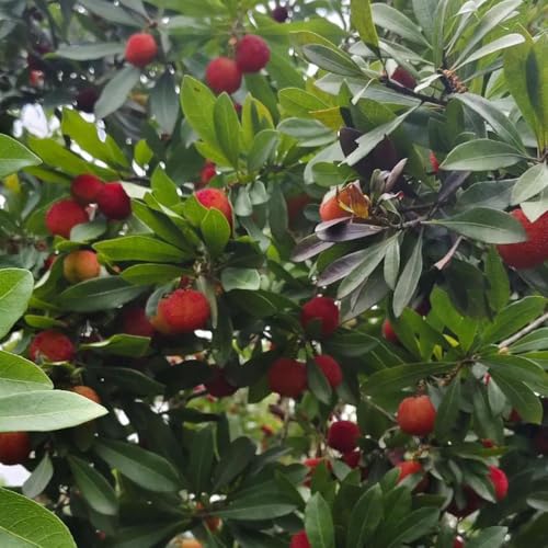 semillas de madroño - Las en macetas son resistentes macetas semillas de bonsai balcón perennes resistentes balcón frutales 90pcs