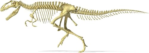 3d rendering of a Giganotosaurus dinosaurio esqueleto vista lateral Póster (18x 10) disponible en Yaxa Peru