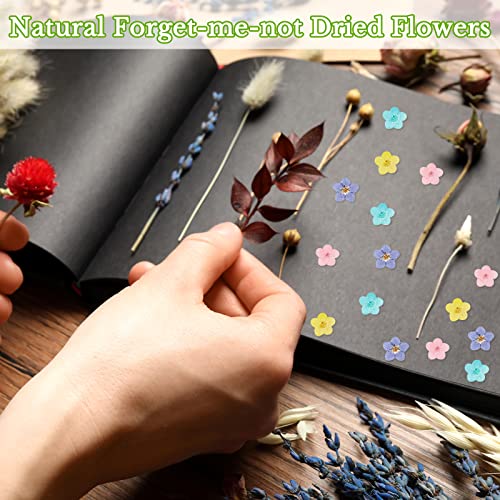 Flores secas naturales Forget Me Not para manualidades miniatura 3