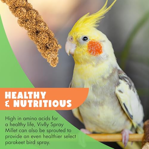 Vivlly 5LBS GMO-Free Sun Dried Spray Millet - Original Bird Treat Millet for Parakeets, Cockatiels, Finches & More - Non-GMO, High in Amino Acids, Easy Storage, Tasty & Healthy Bird Snacks (5 lbs)