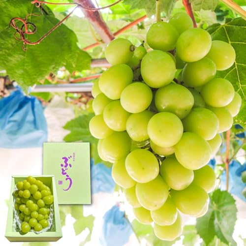 倉重農園 [2026年8月以降お届け]シャインマスカット(1〜2房:約1000g〜)