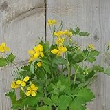 Celidonia semillas de prado de silvestres, siembra otoño, perenne medicinales silvestres balcón cortadas perennes resistente primavera 1000pcs