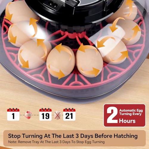 12 Egg Incubators for Hatching Eggs, Chicken Egg Incubator with Automatic Egg Turning and Temperature Humidity Control, 360° Clear View Lid or Home, Farm, Classroom, Hatching Chicken, Duck,Quail,Goose - Image 3