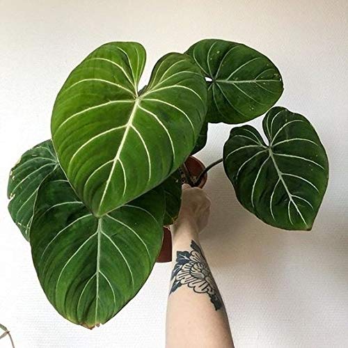 SHOP-SPEND-REPEAT gloriosum philodendron