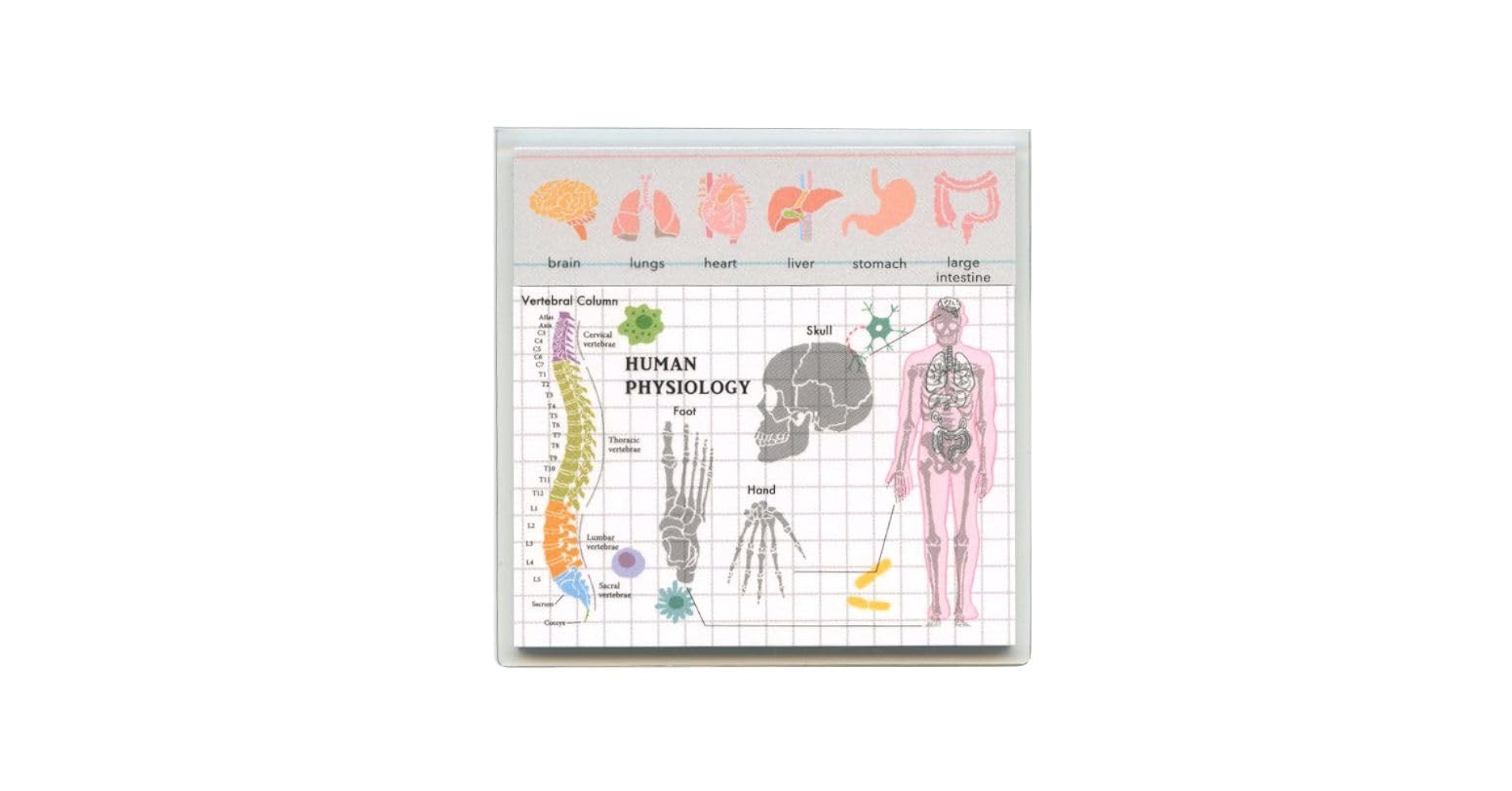 Amazon.co.jp: STUDY HOLIC クリアカバー付箋【人類生物学