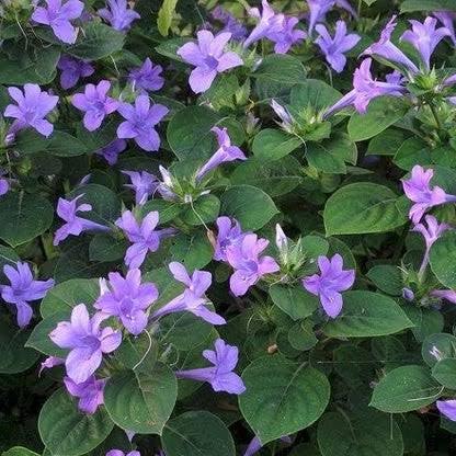 Anuraj farms Philippine Violet Bluebell barleria Jhinti Tadrelu Patika Sphatika Kuruvaka Karimkurunni Gokarna Koranti Saireyaka Artagalah Kakubha December poo Mituri Uta mulli Gobbi Live Plant-image-15