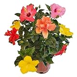Tropical Plants of Florida Live Hibiscus Bush – Mystery Multi-Color Flowering Shrub in 3 Gallon Pot, 24 to 28” Tall – 2 to 3 Mixed Bloom Colors, Outdoor Tropical Garden Plant