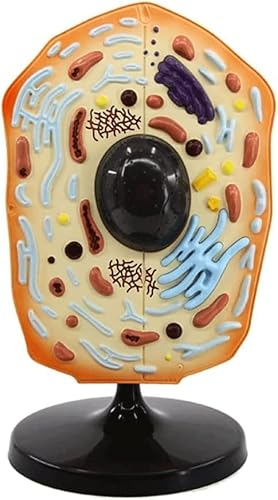 Wrobelax - Wrobelax 3D Human Anatomy, Animal & Plant Cell Models – Realistic Biological Teaching Tools for Plant Anatomy and Life Science Education