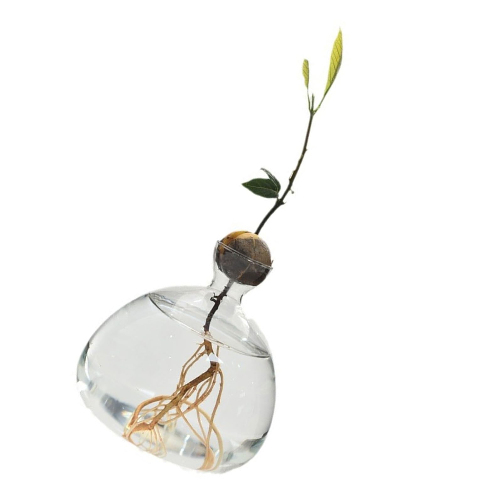 Vase de démarrage pour Avocat en Verre Transparent, récipient de Propagation hydroponique pour Fleurs, Cadeau pour la Maison et Le Bureau, décorations de Bureau