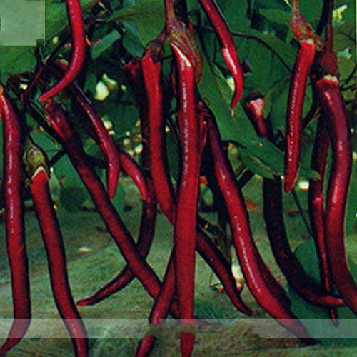 Semi di melanzane lunghe rosse di Hangzhou