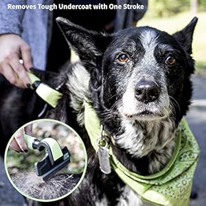 Anshar Dog Brush for Shedding and Grooming  Deshedding Brush Tool for Long and Short Hair  Shedding Blade Grooming Supplies for Cats and Dogs  Mediumlarge  Cucciolini Doodles Anshar dog brush for shedding and grooming  deshedding brush tool for long and short hair  shedding blade grooming supplies for cats and dogs  medium large   cucciolini doodles