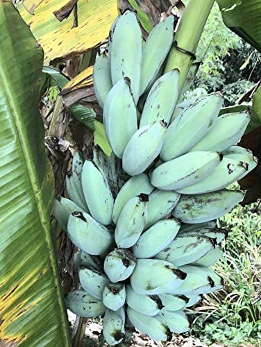 Garden Fields Blue Java Banana Plant-Tissue Cultured (B09VMS23KP) Amazon Price History, Amazon Price Tracker