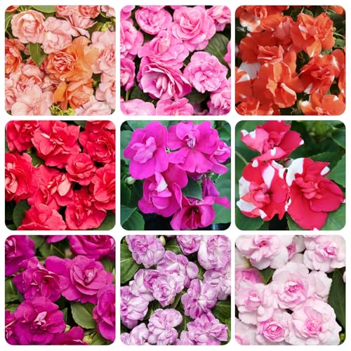 500+Impatiens Mixed Seeds for Planting Outdoor-Perennial Impatiens Balsamina Plants Ornamental Garden Potted Bonsai Indoor