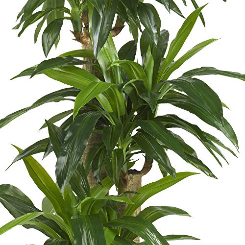 image for Nearly Natural 62IN Artificial Corn Stalk Dracaena Plant, Tall Fake Pl