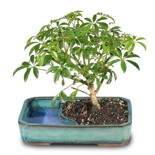 Brussel's Bonsai - Medium Live Bonsai Tree...