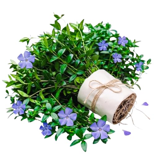 Set of 50 Periwinkle Plant Live Vinca Minor Plants Live Periwinkle Ground Cover Well Rootes for Outdoor Gardens Slopes and Landscape Areas