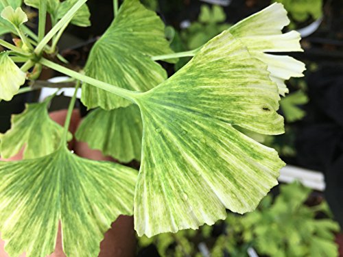 Ginkgo Biloba Snow Cloud - A New Variegated White Dwarf! 2 – Year Tree #TOP5
