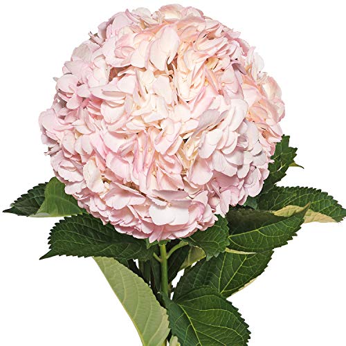 Farm Fresh Natural Painted Light Pink Hydrangeas - Pack 26 #TOP10