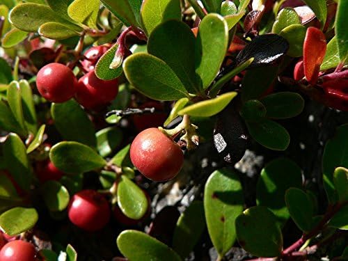 Miniatura 8 de 20 Gayuba Arctostaphylos Uva-Ursi Kinnikinnick Pinemat Manzanita Semillas de Flor